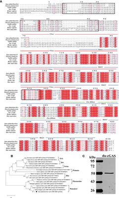 Duck cGAS inhibits DNA and RNA virus replication by activating IFNs and antiviral ISGs